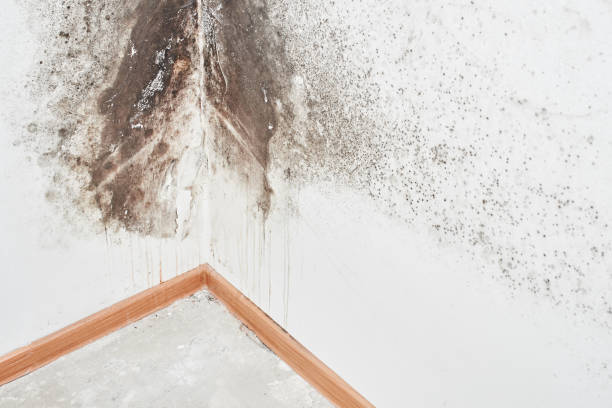 Why You Should Choose Our Mold Remediation Services in Lookout Mountain, TN